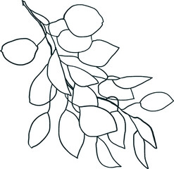 Eucalyptus lineart branch, leaves minimalistic sketch, botanical illustration