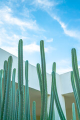 A long cactus against the sky