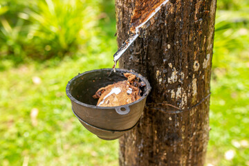 Milky latex extracted from the rubber tree Hevea Brasiliensis as a source of natural rubber. Milky...