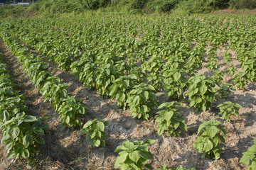 It is perilla planted in the field.