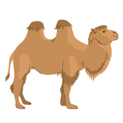 Cartoon cameMongolian camel - Bactrian. A pet common in Asia. Two-humped camel. Vector illustration. The mammal is used for travel, transport and tourism.l isolated on white background