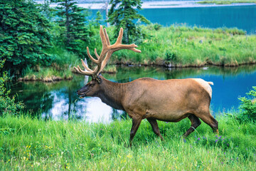 Elk with big antlers walking by a lake