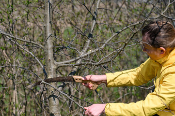 Naklejka premium A woman cuts extra and thin branches on an apple tree with a hand saw