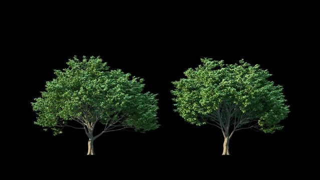 Growing trees isolated with alpha.3D animation growth grow from small to large, Sessile Oak trees animate in the wind include alpha channel tree. Tree isolated Separated with alpha channel.