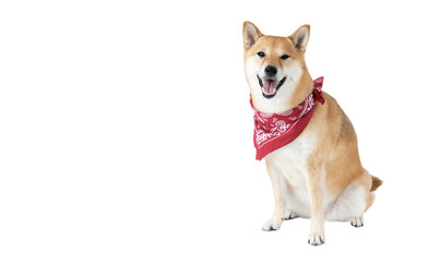 One funny dog isolated on white background, PNG