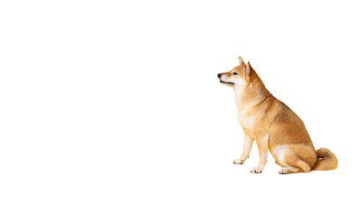 One funny dog isolated on white background, PNG