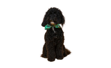 One funny dog isolated on white background, PNG