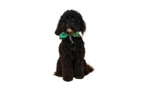 One funny dog isolated on white background, PNG