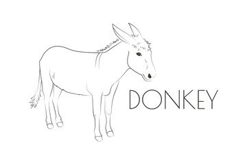 Fototapeta na wymiar Illustration of a Animal - Donkey, Mammalia