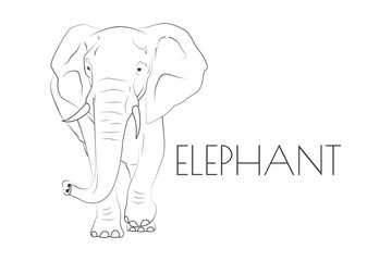 Illustration of a Animal - Elephant Mammalia