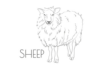 Fototapeta premium Illustration of a Animal - Sheep, Mammalia