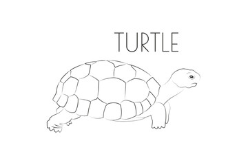 Illustration of a Animal - Turtle, Reptilia