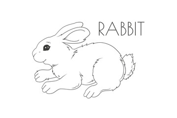 Illustration of a Animal - Rabbit, Mammalia