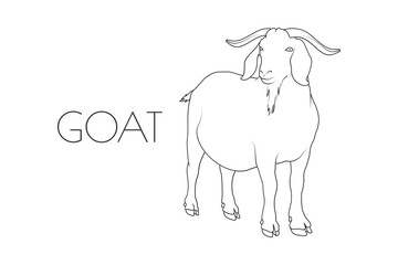 Illustration of a Animal - Goat, Mammalia
