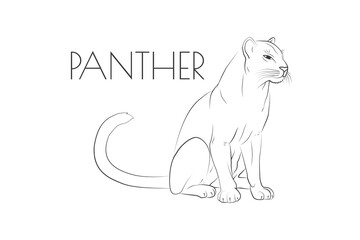 Illustration of a Animal - Panther, Mammalia