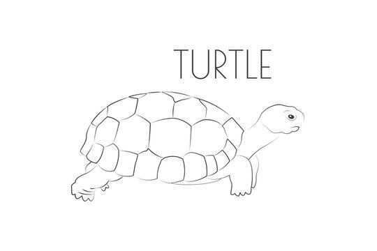 Illustration of a Animal - Turtle, Reptilia