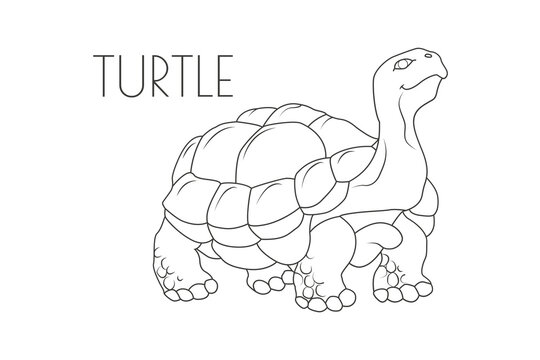 Illustration of a Animal - Turtle, Reptilia
