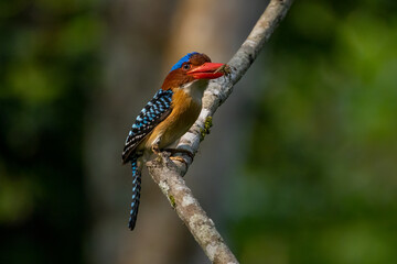 The beauty of kingfishers in nature in Thailand.