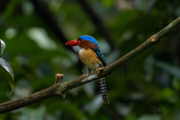 The beauty of kingfishers in nature in Thailand.