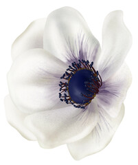 Watercolor drawing - White single flower
