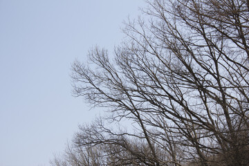 Trees in woods in late winter