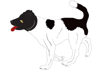 Puppy reeling in black and white with a white pointed tail