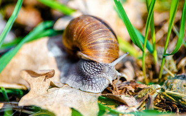 a grape snail is sitting on the grass
