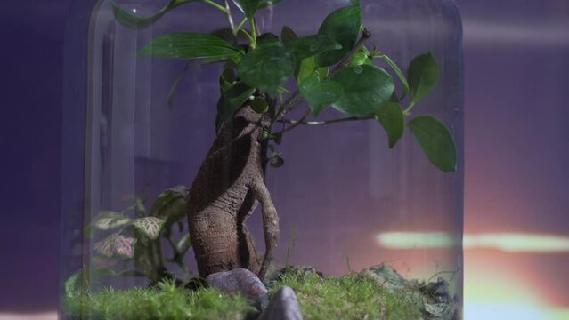incredible diversity of plant life in an ecosystem in a jar. See how different species interact with each other and their environment, highlighting the complex relationships that exist within the