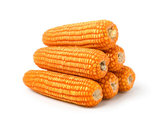 Dried corn cobs isolated on white background. Clipping path.