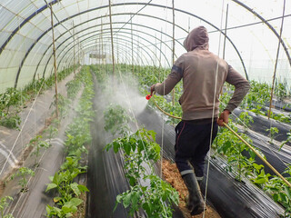 Jijel, Algeria, Avril 21, 2023, Farmer spraying pesticide, vegetable green plants in garden,...