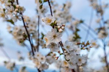 blossom in spring, cherry