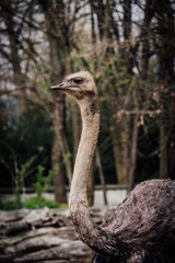 ostrich head close up
