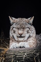 portrait of relaxed lynx