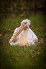 pelican lying on the grass