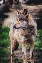 close-up of a wolf in the forest