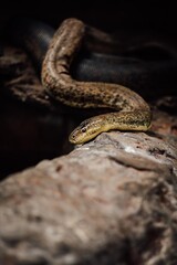 close up of a snake