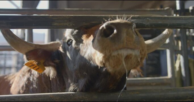 A rank drooling bull aggressively looks towards camera before he turns away inside a metal chute in Dallas, Texas before a bull fight.
