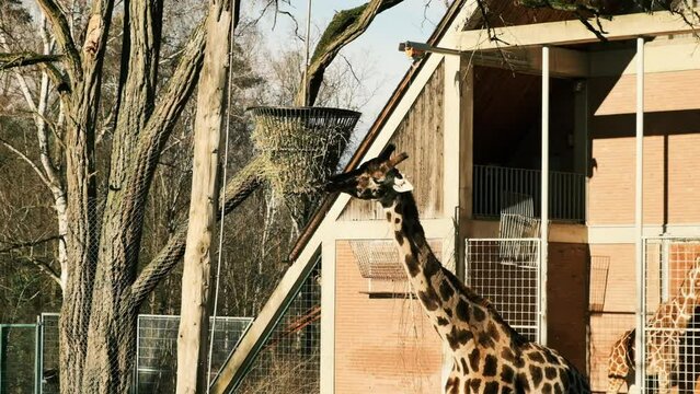 Giraffe eats tree branches from fod in Nuremberg zooprak, Germany