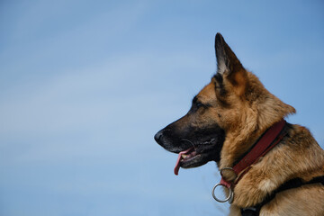 German Shepherd smiles with tongue sticking out against blue sky on warm spring day. Portrait in profile close-up outside. Traveling concept and hiking in mountains with dog.