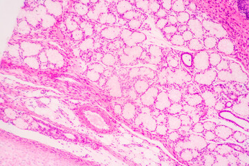 Anatomy and Histological Bone, Elastic cartilage human and Joint of human foetus under the microscope for education.