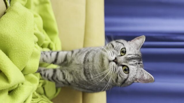 vertical ugc video of hilarious moment of a cat doing a step dance on a cozy blanket. With its rhythmic movements and funny expressions, this cat will surely bring a smile to your face