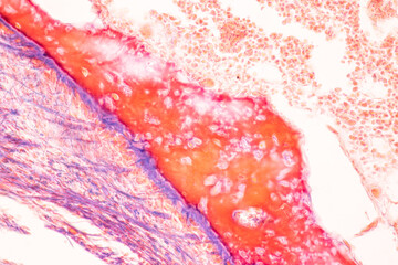 Anatomy and Histological Bone, Elastic cartilage human and Joint of human foetus under the...