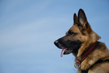 German Shepherd smiles with tongue sticking out against blue sky on warm spring day. Portrait in profile close-up outside. Traveling concept and hiking in mountains with dog.