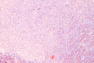 Anatomy and Histological Bone, Elastic cartilage human and Joint of human foetus under the microscope for education.