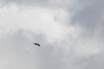 Fototapeta na wymiar bird in the sky