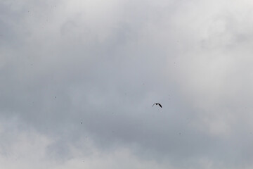 bird in the sky