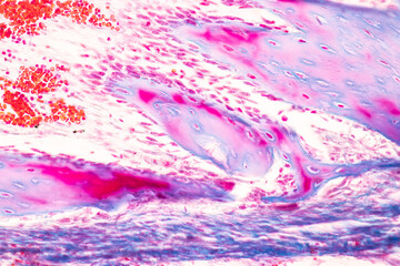Anatomy and Histological Bone, Elastic cartilage human and Joint of human foetus under the...