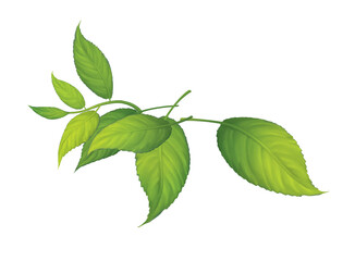 Obraz premium Plant, leaves, illustration, isolated on white background