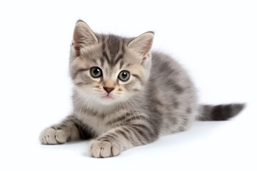 Obraz premium Portrait d'un chaton gris aux yeux verts allongé sur fond blanc » IA générative