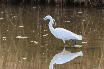 Little Egret fishing in the water of a pond in the morning light